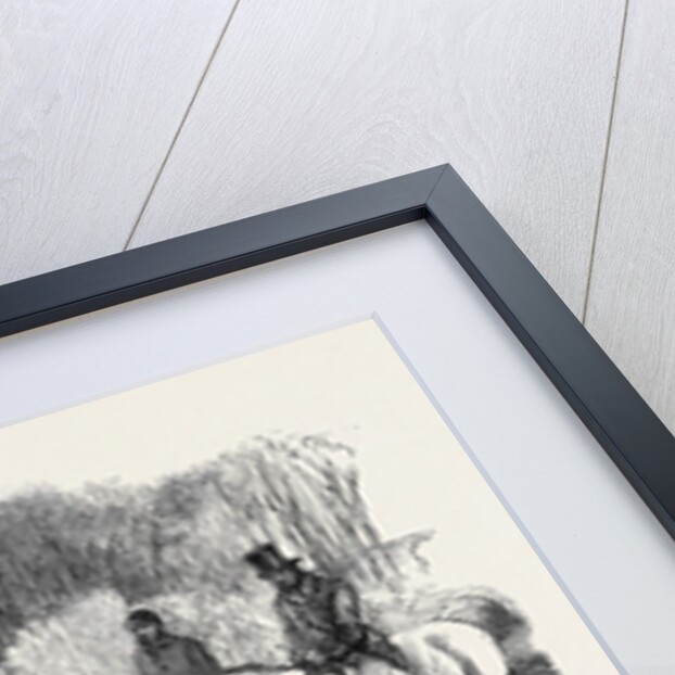 A Fox Caught in a Trap by Anonymous