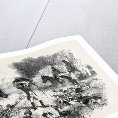 A Fox Caught in a Trap by Anonymous