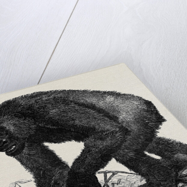 The Gorilla by Anonymous