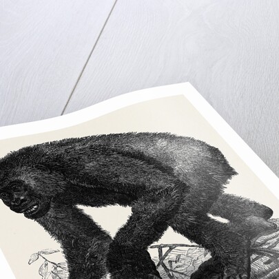The Gorilla by Anonymous