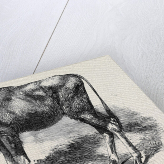 The Gaour Calf from a Photograph by Anonymous