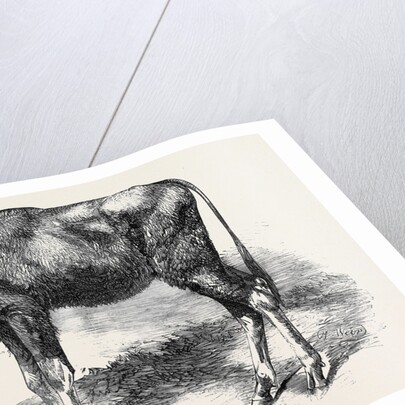 The Gaour Calf from a Photograph by Anonymous