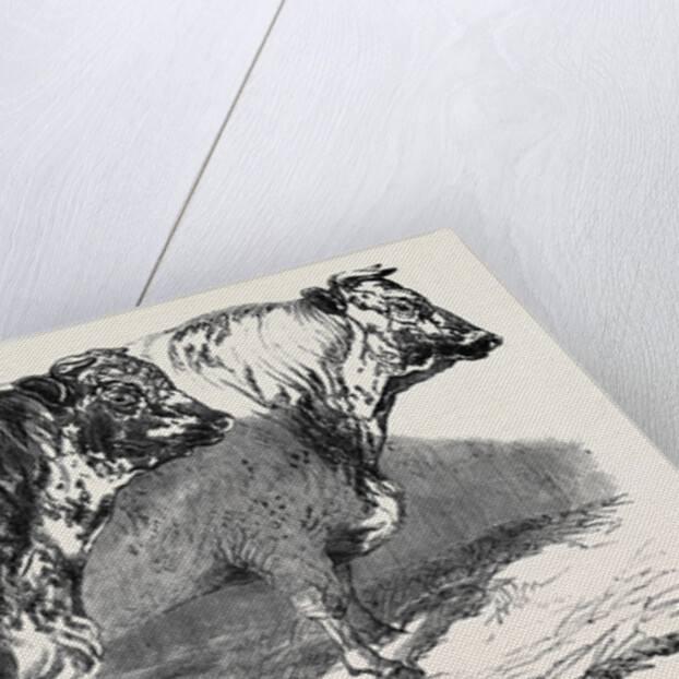 Short Horns, Class 1; Prize Cattle Show at the Royal Agricultural Society's Show, at Windsor by Anonymous