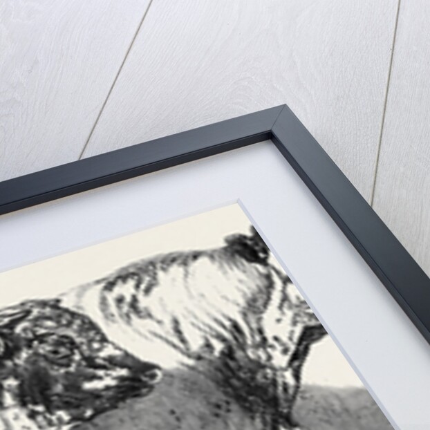 Short Horns, Class 1; Prize Cattle Show at the Royal Agricultural Society's Show, at Windsor by Anonymous