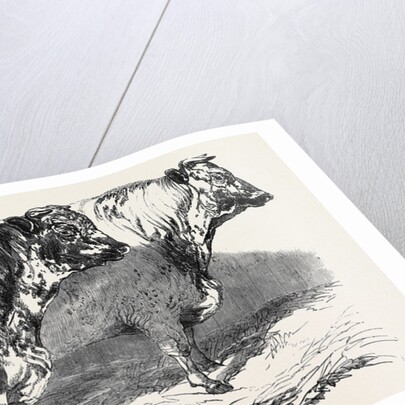 Short Horns, Class 1; Prize Cattle Show at the Royal Agricultural Society's Show, at Windsor by Anonymous