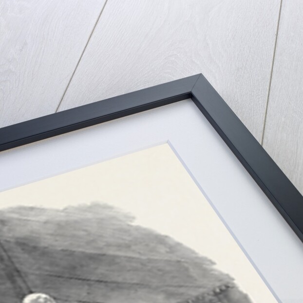 Grand Masonic Banquet, at Rugby, to General Sir Charles Napier, G.C.B., Drinking the General's Health by Anonymous