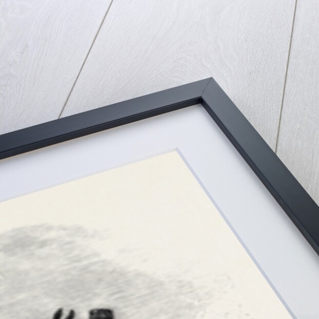 Nancy, Winner of the Goodwood Cup, 1851 by Anonymous