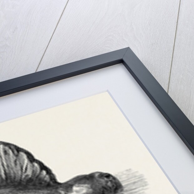 Physalia or Portuguese Man-of-War Lately Found on the South Coast of England UK 1869 by Anonymous