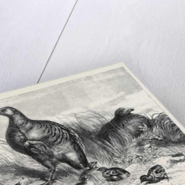 A Brood of Partridges by Anonymous