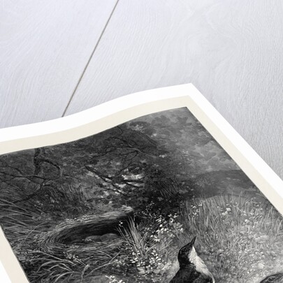 Sometimes in the Shallows They Boldly Wade in Search of Prey by Anonymous