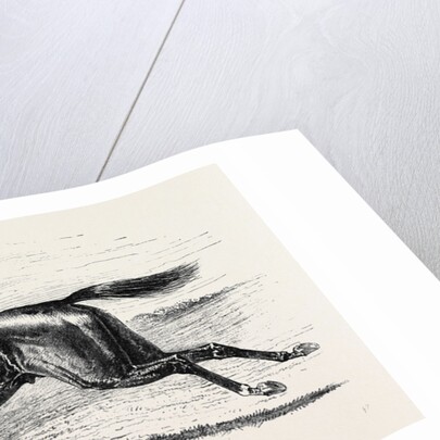 Bend or the Winner of the Derby 1880 by Anonymous