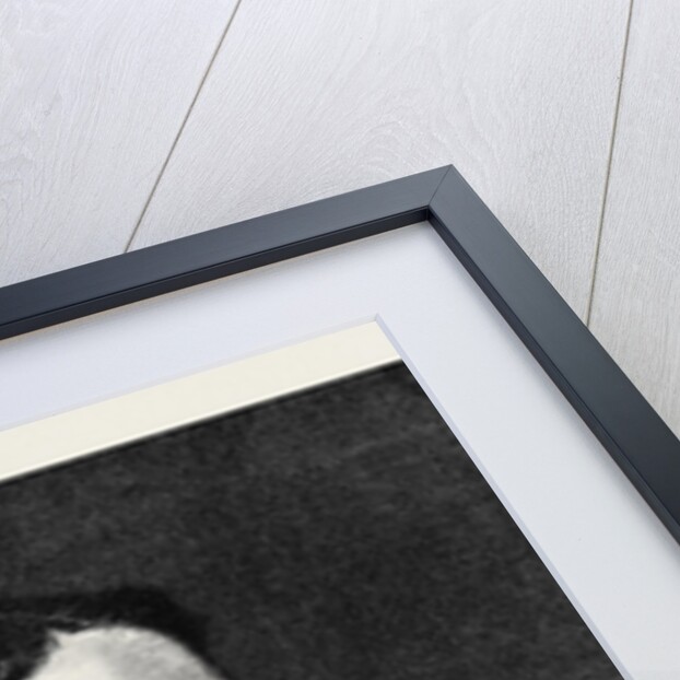 Earl Cowper K.G. The New Lord Lieutenant of Ireland 1880 by Anonymous