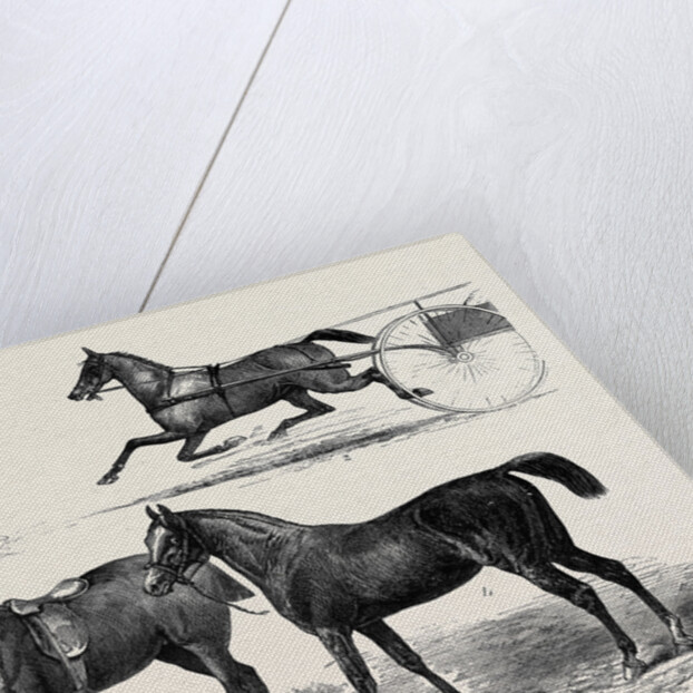 The Horse Show 1880 by Anonymous