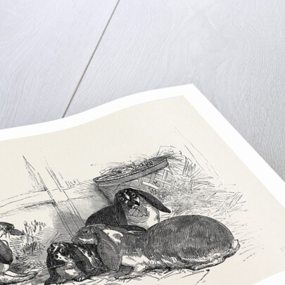 Show of the Metropolitan Fancy Rabbit Club by Anonymous