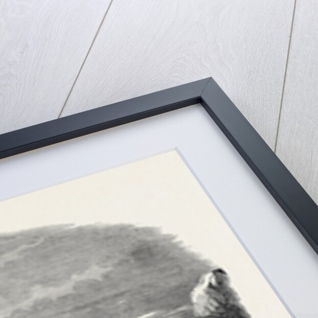 Fiskernoes, a Danish Settlement, in the South of Greenland, with the Isabel at Anchor by Anonymous