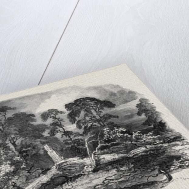 Oak Struck by Lightning in Westwood Park, Droitwich, 1852 by Anonymous