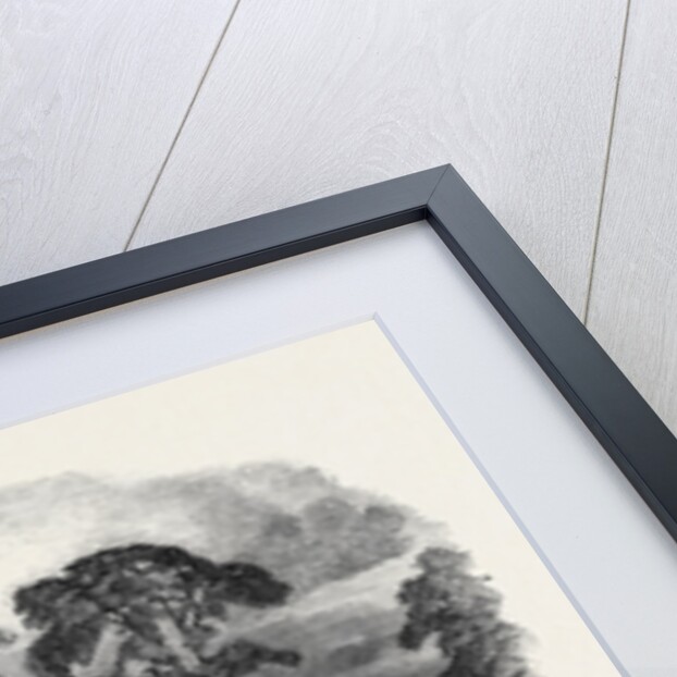Oak Struck by Lightning in Westwood Park, Droitwich, 1852 by Anonymous