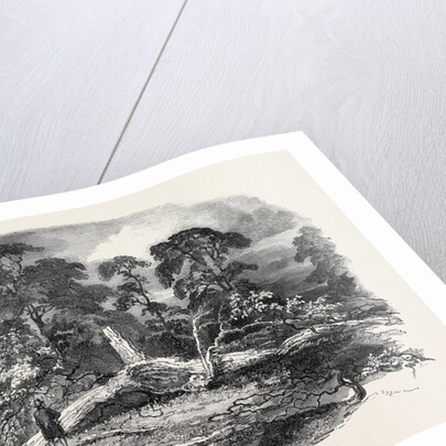 Oak Struck by Lightning in Westwood Park, Droitwich, 1852 by Anonymous