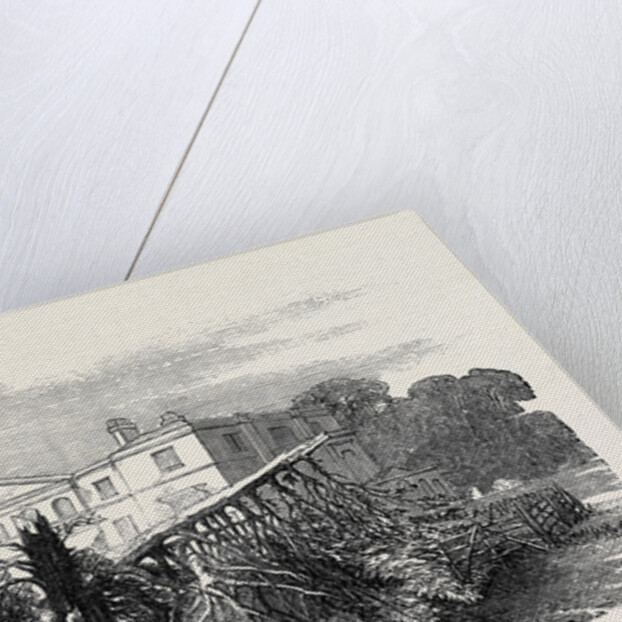 Cedar Struck by Lightning, at Henley-Upon-Thames, 1852 by Anonymous