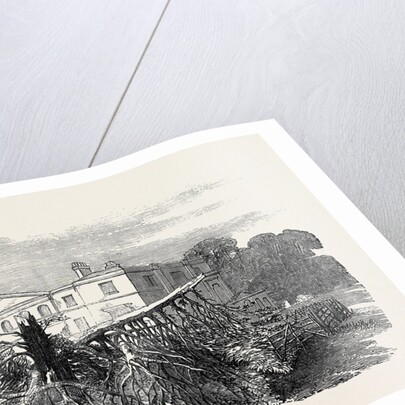 Cedar Struck by Lightning, at Henley-Upon-Thames, 1852 by Anonymous