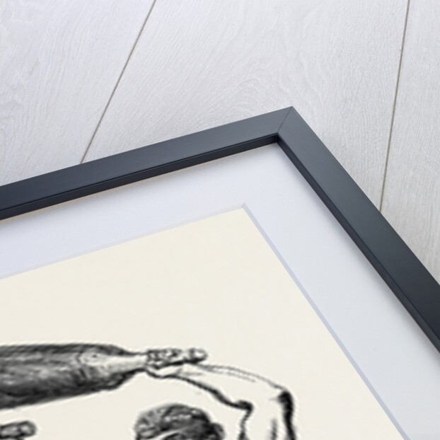 Mr. Harrison's Indian Club Exercise, at the Scottish Fete by Anonymous