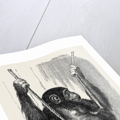 Chimpanzee, in the Gardens of the Zoological Society by Anonymous