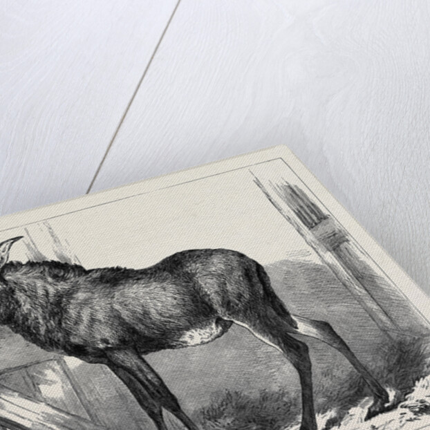 The Equine Antelope of Nubia in the Gardens of the Zoological Society London 1879 by Anonymous