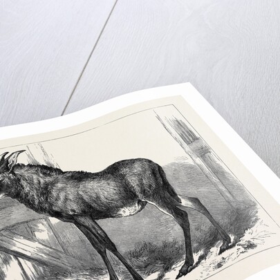 The Equine Antelope of Nubia in the Gardens of the Zoological Society London 1879 by Anonymous