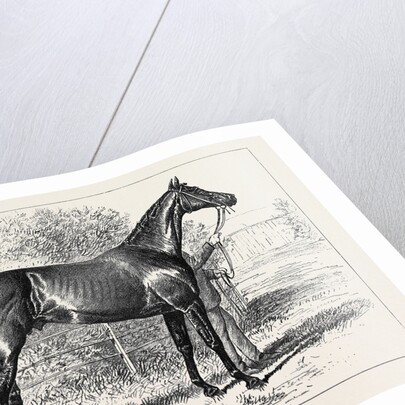 Isonomy Winner of the Ascot Cup 1879 by Anonymous