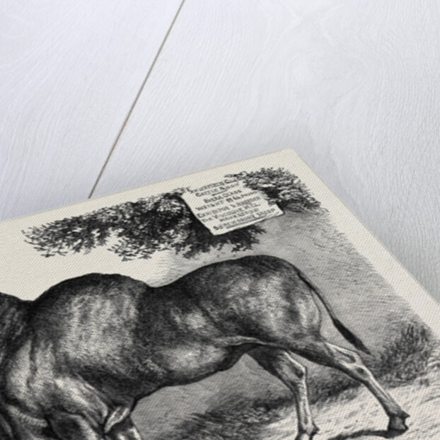 The Eland at the Smithfield Club Cattle Show 1867 by Anonymous
