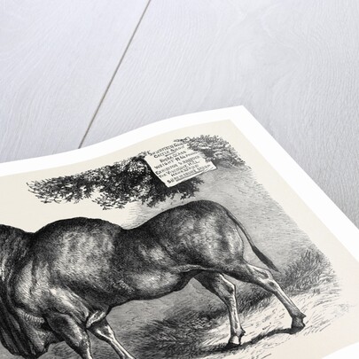 The Eland at the Smithfield Club Cattle Show 1867 by Anonymous