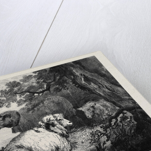 Sheep, in the International Exhibition 1862 by Anonymous