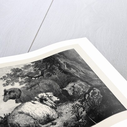 Sheep, in the International Exhibition 1862 by Anonymous