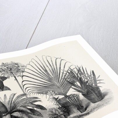 Group of Rare Plants at the Late International Horticultural Exhibition South Kensington London UK 1866 by Anonymous