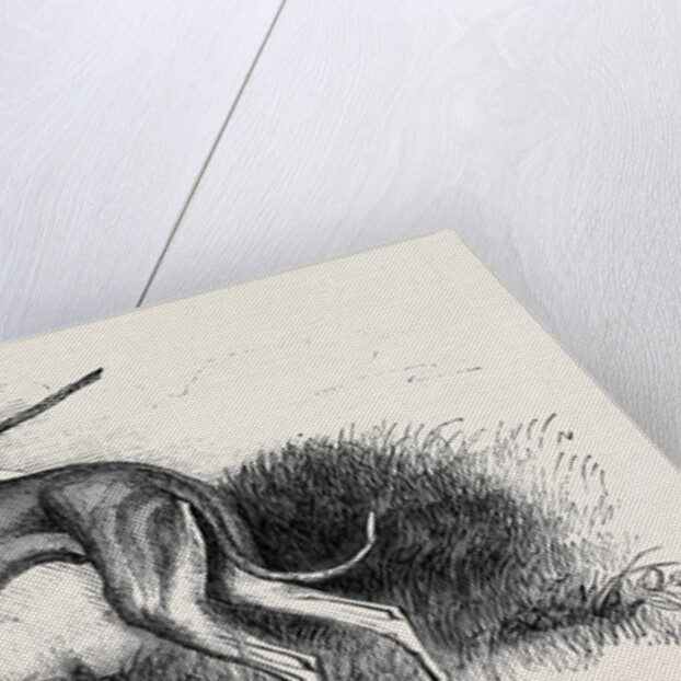 Coursing, Greyhounds. by Anonymous