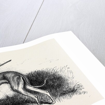 Coursing, Greyhounds. by Anonymous