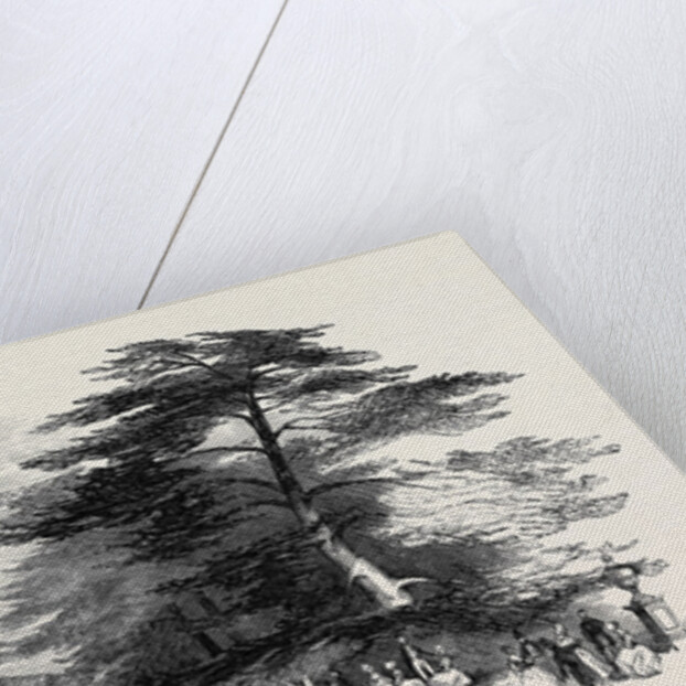 The Grand Cedar Avenue, the Emperor's Sylvan Court by Anonymous