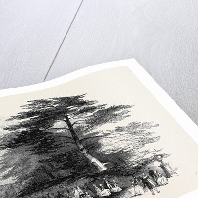 The Grand Cedar Avenue, the Emperor's Sylvan Court by Anonymous