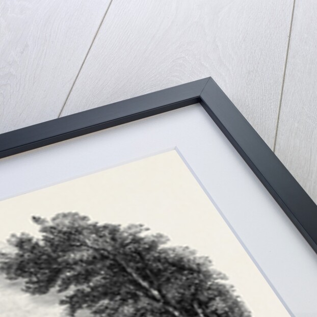 The Durham Regatta. by Anonymous