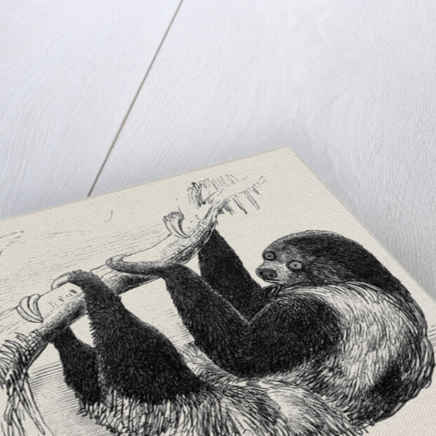 Sloth at the Zoological Gardens, Regent's Park by Anonymous