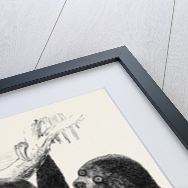 Sloth at the Zoological Gardens, Regent's Park by Anonymous