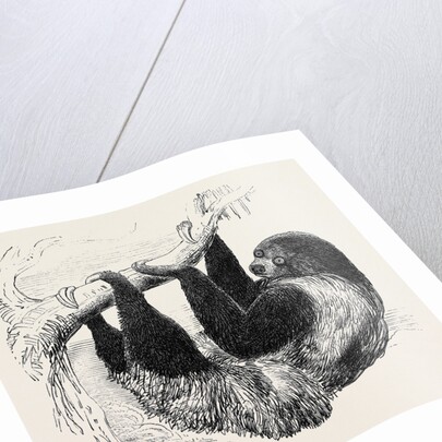 Sloth at the Zoological Gardens, Regent's Park by Anonymous