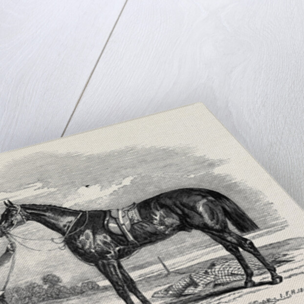 Foigh-a-Ballagh, the Winner of the Great St. Leger and Grand Duke Michael Stakes by Anonymous