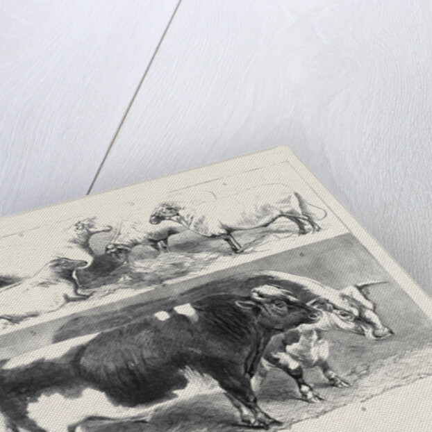 Prize Animals at the Royal Agricultural Society's Show at Leeds July 27 1861 by Anonymous