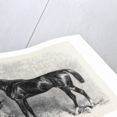 The Goodwood Races Starke the Winner of the Goodwood Cup August 10 1861 by Anonymous