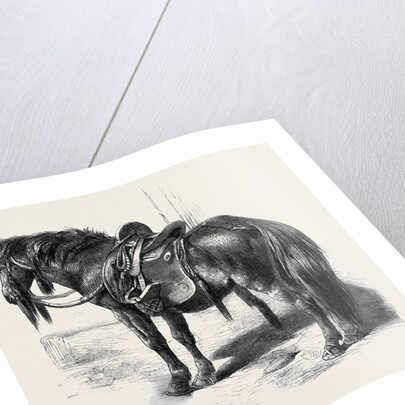 Japanese Horse by Anonymous