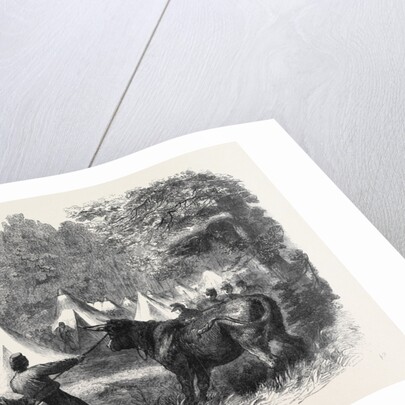 The War in America: Quartermaster's Department Killing Bullocks in the Federal Camp Virginia by Anonymous