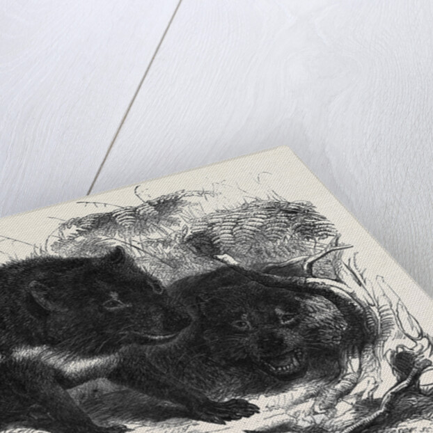 The Ursine Dasyure or Tasmanian Devil (Dasyurus Ursinus) by Anonymous