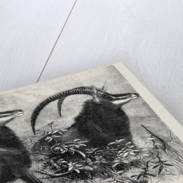 Sable Antelope from Southern Africa Recently Added to the Zoological Society's Gardens Regent's Park by Anonymous