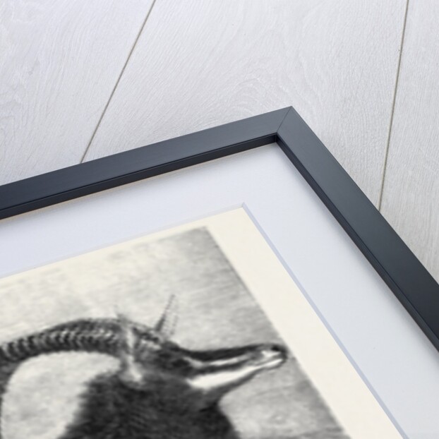 Sable Antelope from Southern Africa Recently Added to the Zoological Society's Gardens Regent's Park by Anonymous